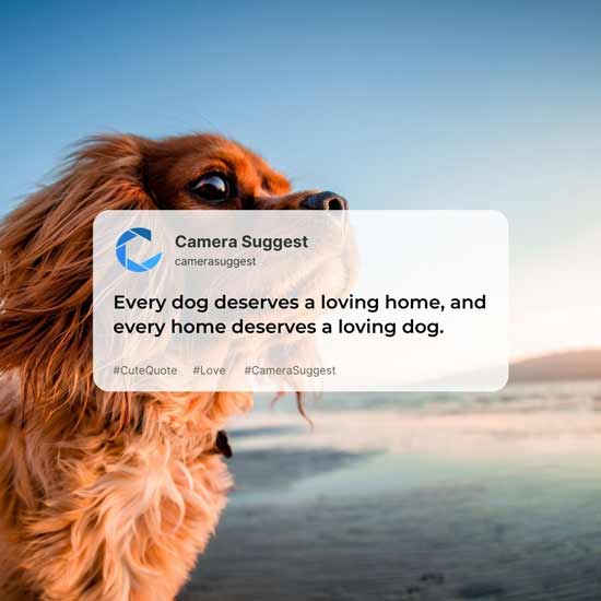 cute dog quotes